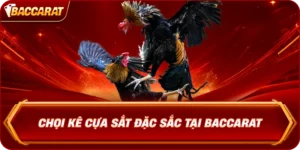 Chọi Kê Cựa Sắt Đặc Sắc Tại Baccarat