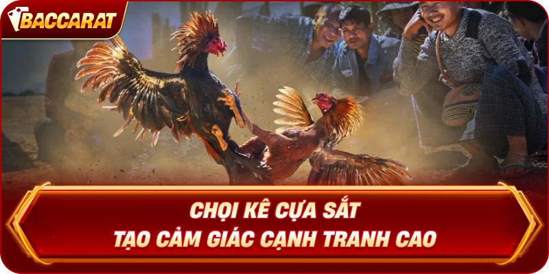 Chọi Kê Cựa Sắt  tạo cảm giác cạnh tranh cao