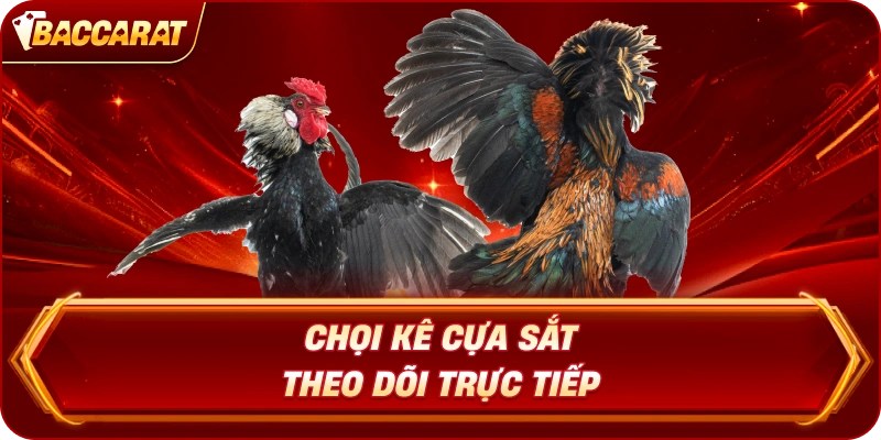 Chọi Kê Cựa Sắt  theo dõi trực tiếp