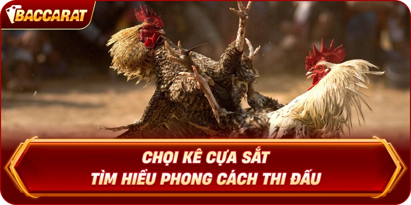 Chọi Kê Cựa Sắt  tìm hiểu phong cách thi đấu
