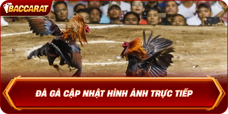 Đá Gà  cập nhật hình ảnh trực tiếp
