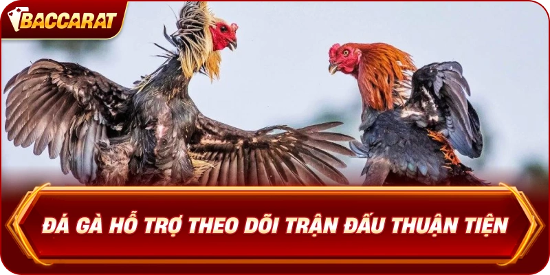 Đá Gà  hỗ trợ theo dõi trận đấu thuận tiện