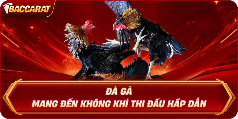 Đá Gà  mang đến không khí thi đấu hấp dẫn