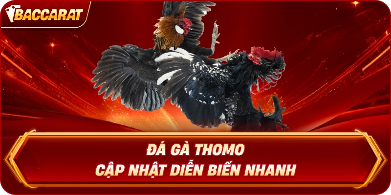 Đá Gà Thomo cập nhật diễn biến nhanh