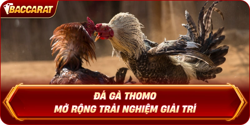 Đá Gà Thomo mở rộng trải nghiệm giải trí