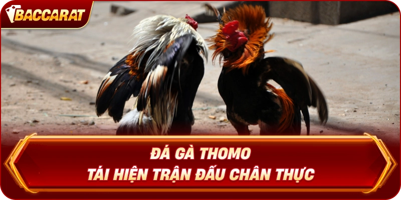 Đá Gà Thomo tái hiện trận đấu chân thực