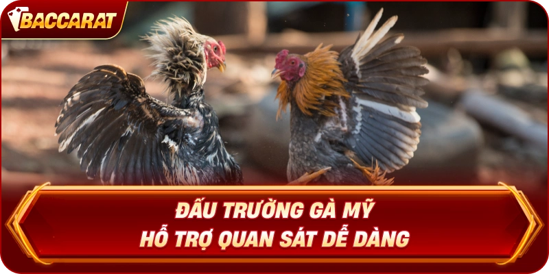 Đấu Trường Gà Mỹ hỗ trợ quan sát dễ dàng