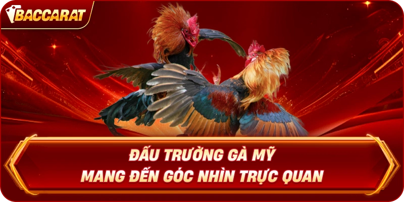 Đấu Trường Gà Mỹ mang đến góc nhìn trực quan