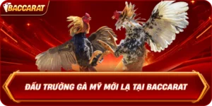 Đấu Trường Gà Mỹ Mới Lạ Tại Baccarat